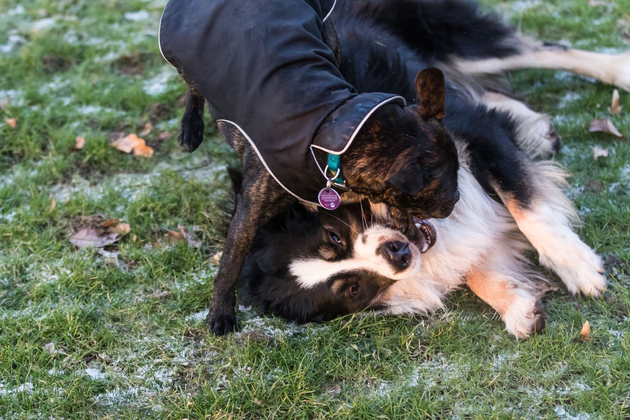 Bild 66 - Hundeshooting